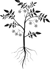 Obraz premium Stylized silhouette of tomato plant with leaves, flowers and root system isolated on white background