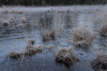 Forest. Echten Netherlands. Drenthe. Frozen water. Frost. Winter. Ice