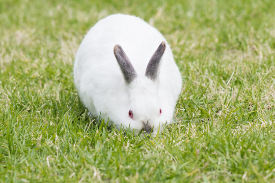 White pet rabbit with grey ears and nose grazing outdoors facing the camera head down.
