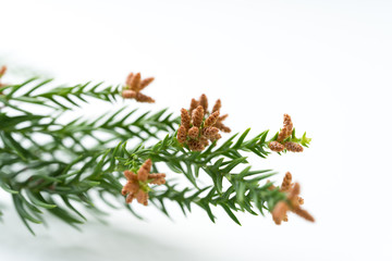 花粉・杉・花粉症