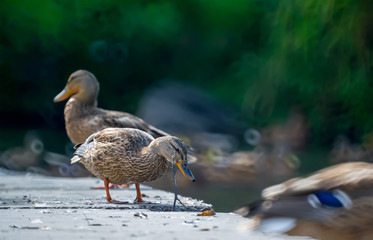 closeup, wild Siberian duck, Mallard, stands on the concrete floor, walking with other ducks