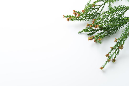 杉花粉images Browse 1 243 Stock Photos Vectors And Video Adobe Stock