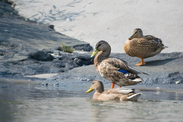 Fototapeta premium closeup, wild Siberian ducks, mallards, standing on the shore of the city reservoir, swimming and basking in the sun