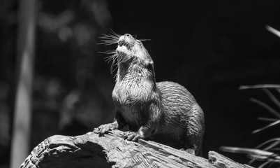 otter in the sun