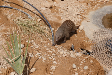 A few individuals Banded mongoose. Mongoose portrait close up. Small predatory mammals