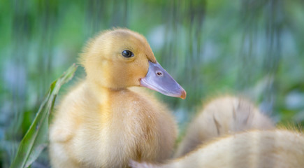 duckling on green grass