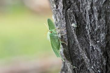 Butterfly large emerald (Geometra papilionaria) on a tree trunk.