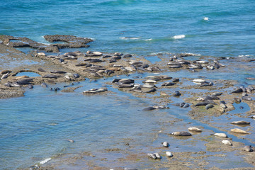 sea lion on beach
