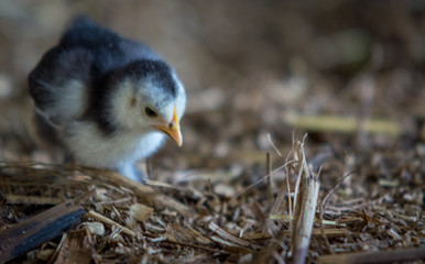 bird in the nest
