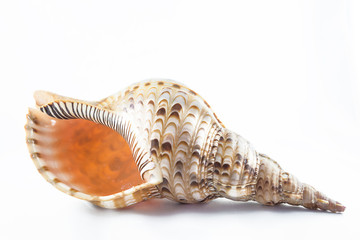 Beautifu seashell on a white background. Close up