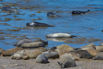 sea lion on beach