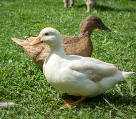 ducks on green grass
