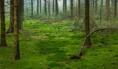 Forest. Staphorst Netherlands. Overijssel. Moss floor in the forest. Pine trees