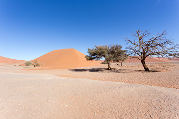 Fototapeta na wymiar Beautiful red dune in the desert