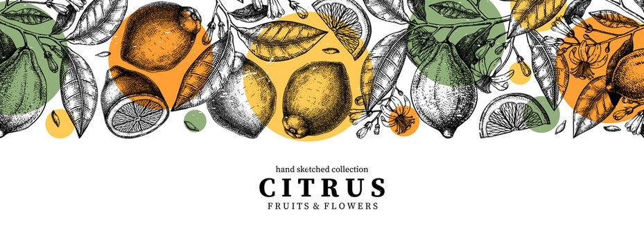 Ink hand drawn citrus fruits banner design. Vector lemons background with fruits, flowers, seeds, leaves sketches. Perfect for banners, menu, invitations, prints. Lemon outlines template