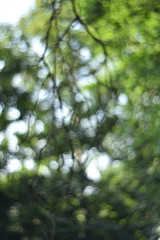 Defocused branches and tree background