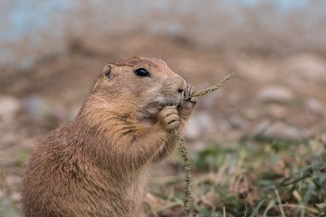 Prairie Dog (Cynomys) eating green grain grass