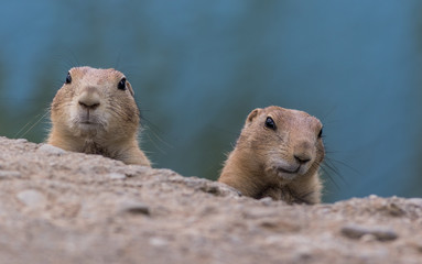 Prairie Dog pair (Cynomys) peeping out of rocks against muted blue background 