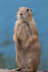 Prairie Dog (Cynomys) standing against muted blue background portrait