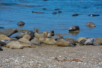 sea lion on beach