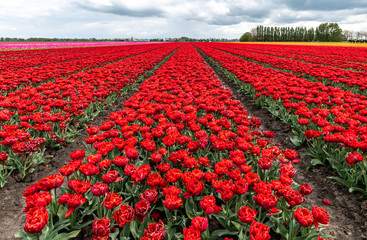Field with red Tulips