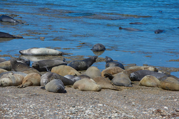 sea lion on beach