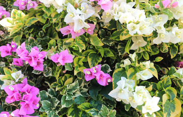 Pink and white bougainvillea flowers, beautiful in nature.