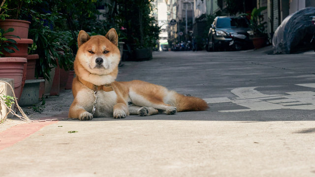 One Shiba Inu Dog Resting In Shade On The Street In A City