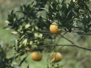 Oranges in a orange tree