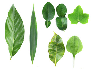 Set of many kind of leaves isolated on white