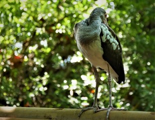 tropischer Vogel