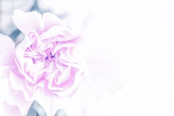 Obraz na płótnie Canvas Cold pale pink violet carnation flower background. Pastel flower, copy space