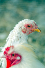Close-up portrait of a rooster on a chicken farm