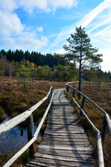 Fototapeta premium Wood path through the black moor with eys in the Rhön, Bavaria, Germany