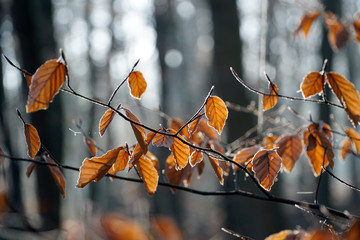 Winterwald