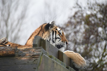 Beautiful Amur tiger and cubs at the zoo