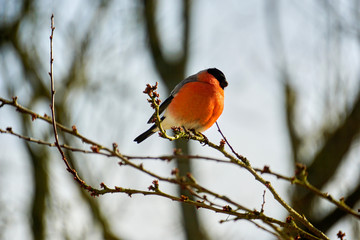 male gimpel sitting on a cherry tree