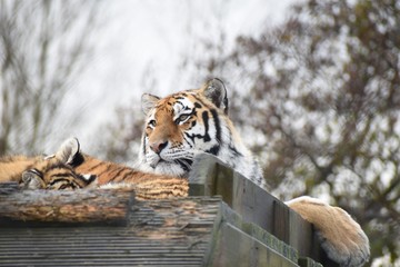 Beautiful Amur tiger and cubs at the zoo