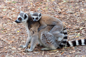 Naklejka na ściany i meble On a forest trail a mother Ring Tailed Lemur carries her baby