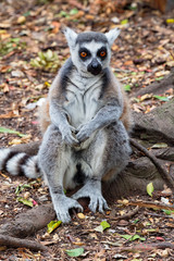 Ring Tailed Lemur sitting upright on a tree root in a forest clearing