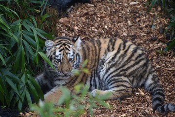 Beautiful Amur tiger and cubs at the zoo