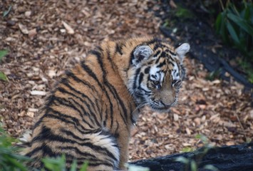 Beautiful Amur tiger and cubs at the zoo