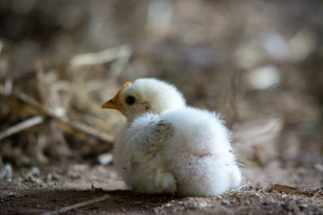 baby chick on hay 