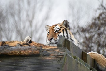 Beautiful Amur tiger and cubs at the zoo