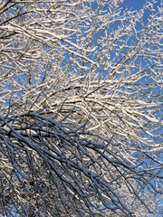 branches in snow