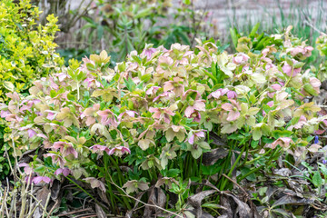Fototapeta premium Pink Hellebore close up blooms lushly in a spring garden park.