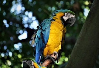 türkisfarbener papagei