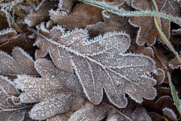 Frozen leaves in forest