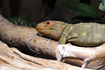 Krokodilteju