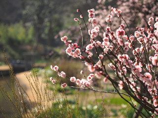 春の小石川後楽園で満開の梅の花